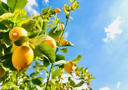 تاثیر فروت ست بر روی درخت لیمو