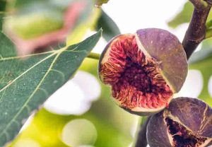 پیوند زدن درخت انجیر