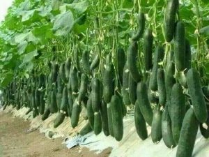 بوته خیار سالم با میوه های سبز و باکیفیت که نشان دهنده تغذیه مناسب و رفع مشکل باردهی است