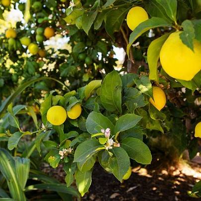 تاثیر فروت ست بر روی درخت لیمو