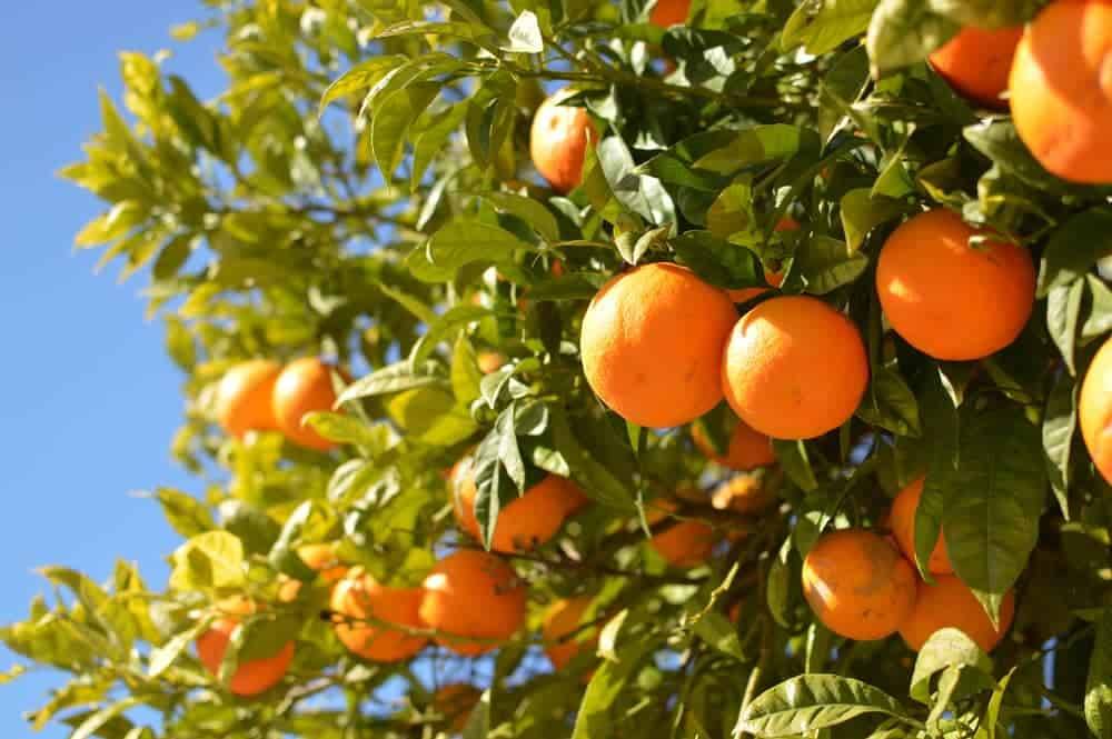 تاثیر فروت ست بر درخت پرتقال