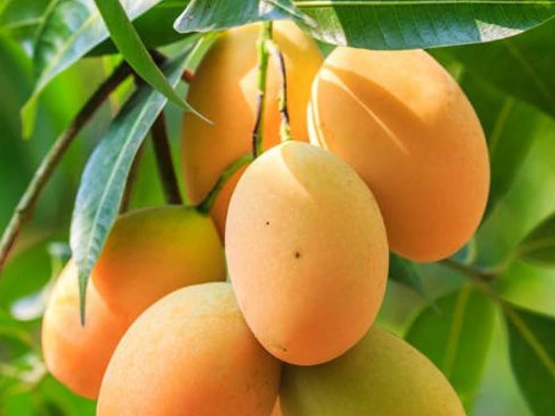 تاثیر فروت ست بر روی انبه