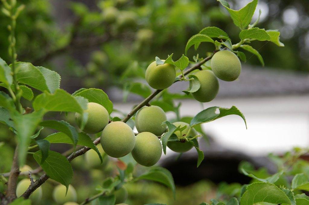 تاثیر فروت ست بر روی گوجه سبز