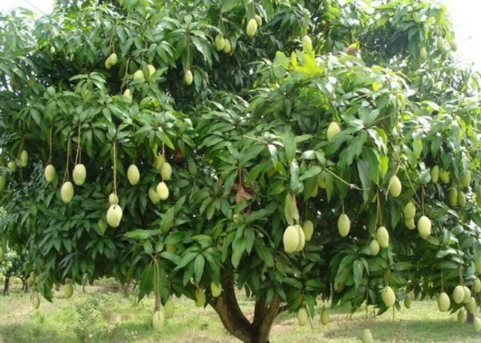تاثیر فروت ست بر روی انبه