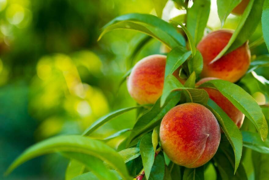 افزایش باردهی میوه هلو