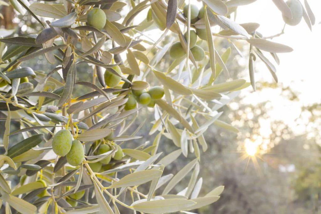 افزایش باردهی درخت زیتون