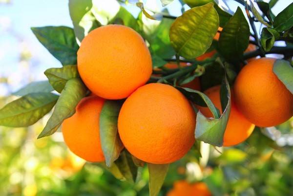تاثیر فروت ست بر درخت پرتقال