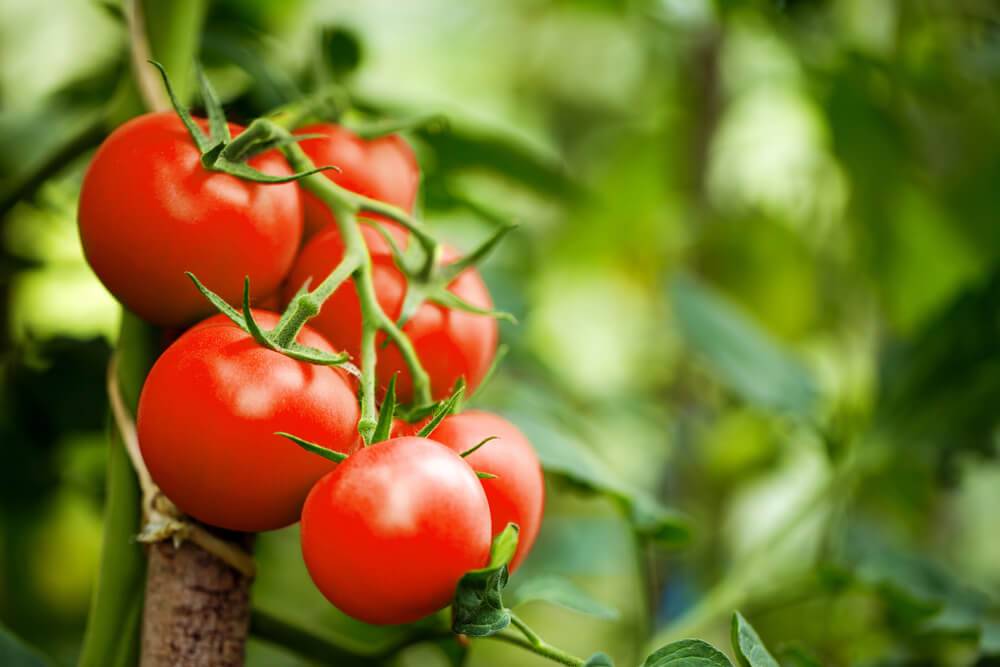 کود کامل 10X برای رشد و باردهی گوجه فرنگی