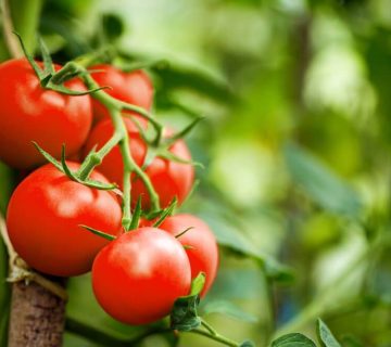 کود کامل 10X برای رشد و باردهی گوجه فرنگی
