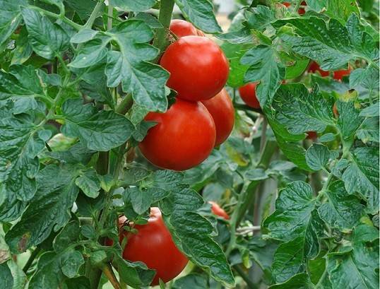 افزایش باردهی گوجه فرنگی گلخانه ای با کود شوک 10x 