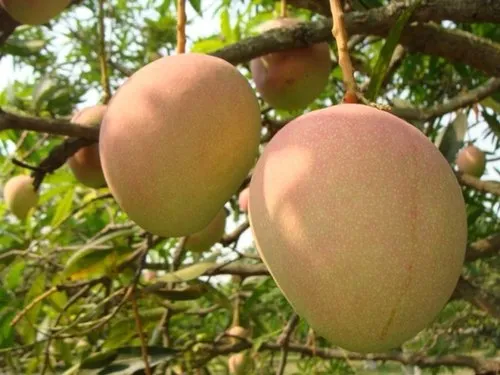 افزایش باردهی درخت انبه