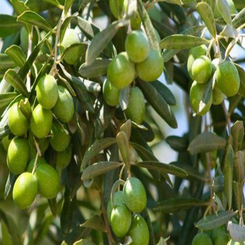 افزایش باردهی درخت زیتون