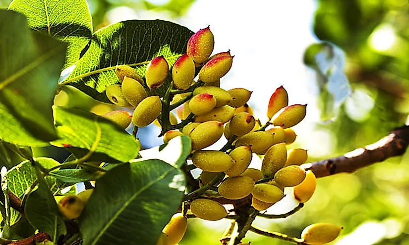 کاشت پسته در مناطق گرمسیری