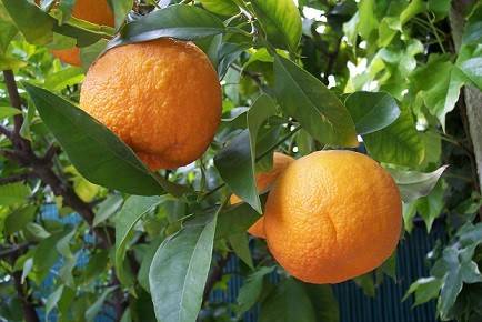 کود پتاس بالا برای درخت نارنج