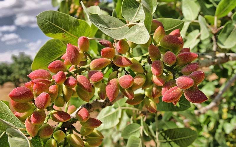 کاشت پسته در مناطق گرمسیری