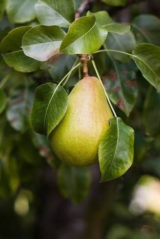 کود پتاس بالا برای درخت گلابی