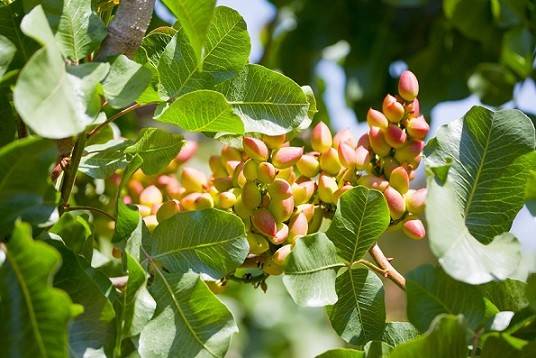 کاشت پسته در مناطق سردسیری