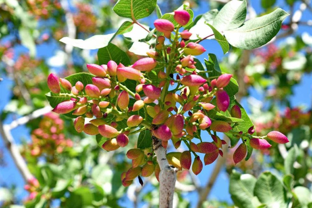 آموزش کاشت دانه پسته سریع