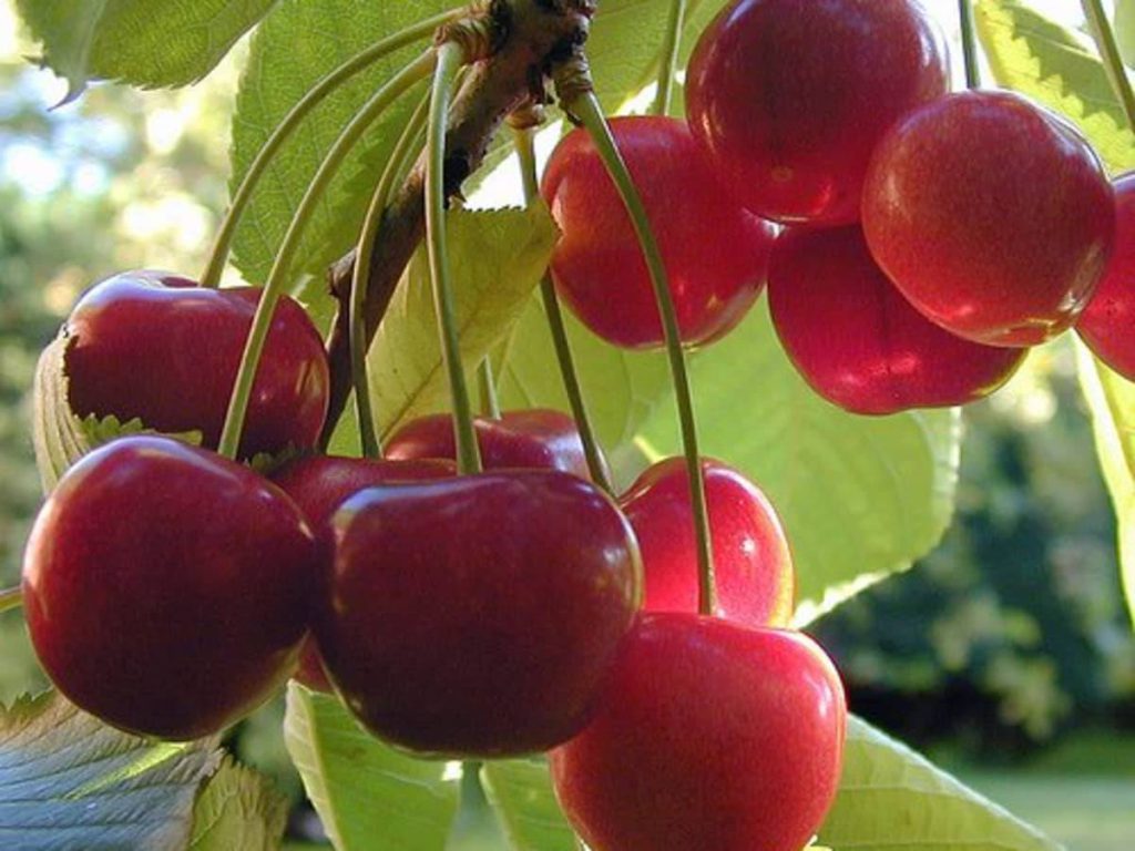 کود پتاس بالا برای درخت گیلاس