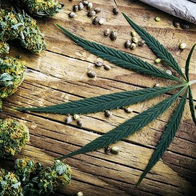 هر بوته ماریجوانا چه قدر گل می دهد؟