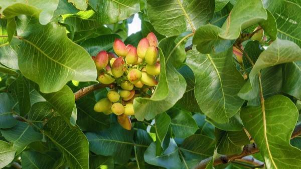 کاشت پسته در مناطق گرمسیری