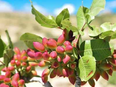 کاشت پسته در مناطق سردسیری