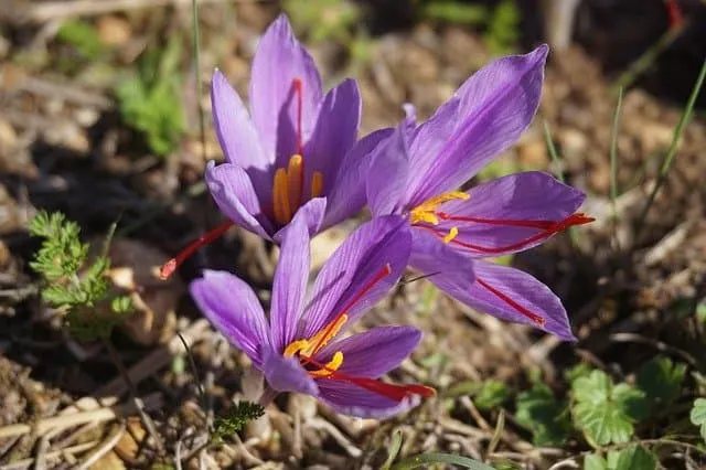 برنامه کوددهی زعفران