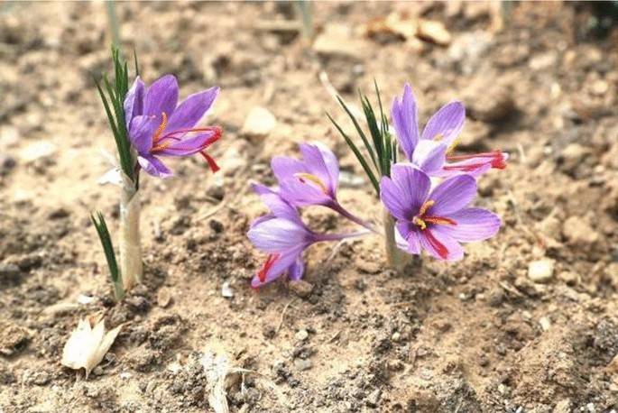 زعفران گلخانه ای در سال چند بار گل می‌دهد؟