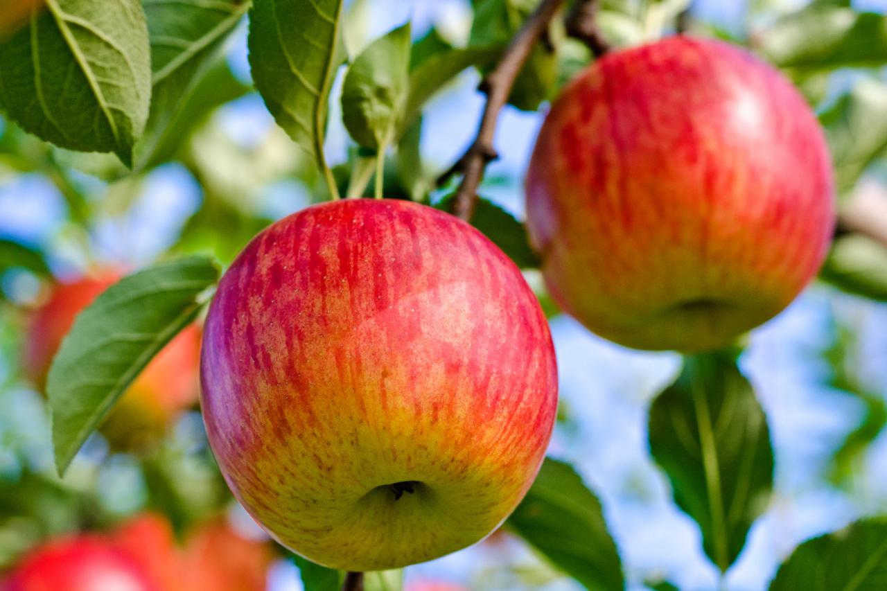کود سفید برای درخت سیب
