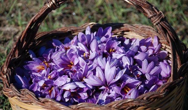 کشت ایروپونیک زعفران