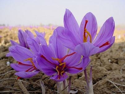 کود سفید برای زعفران