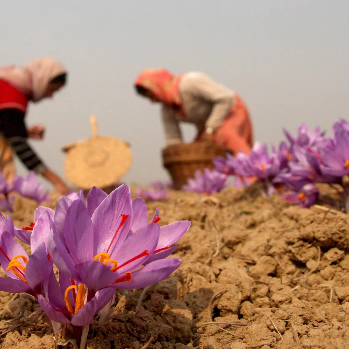 کود سفید برای زعفران
