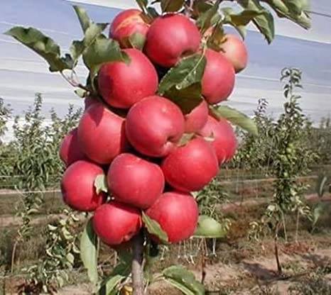 کود مخصوص درشت شدن درخت سیب