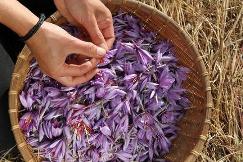 کاشت و آبیاری زعفران