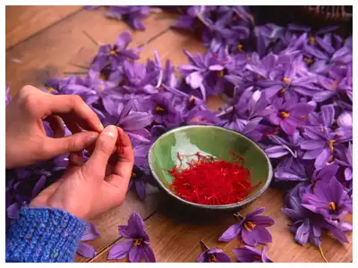 کاشت و آبیاری زعفران