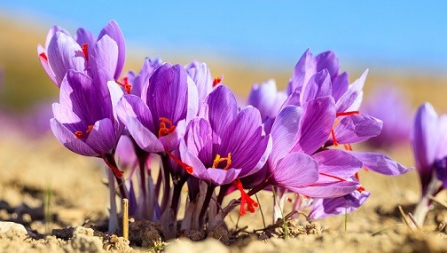 آموزش کاشت زعفران