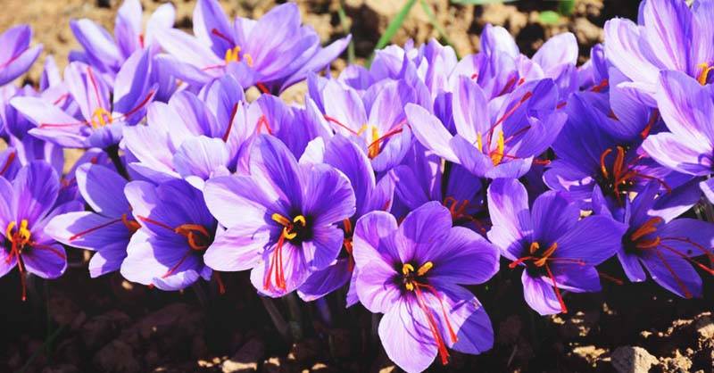  کودهای شیمیایی برای زعفران