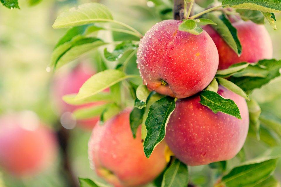 کود سفید برای درخت سیب