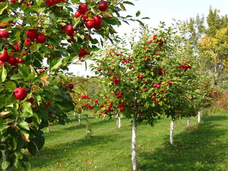 کود مخصوص درشت شدن درخت سیب