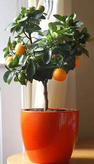 نگهداری کردن درخت پرتقال در گلدان