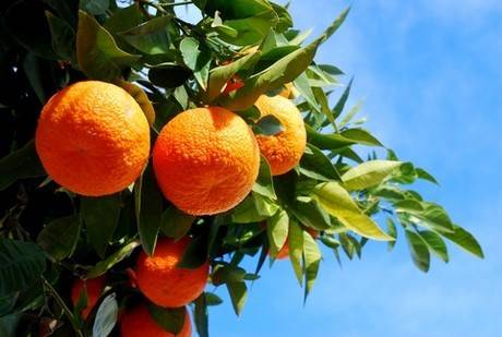 درخت پرتقال در چه مناطقی رشد میکند؟