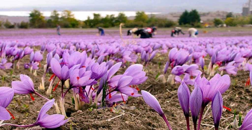  کودهای شیمیایی برای زعفران