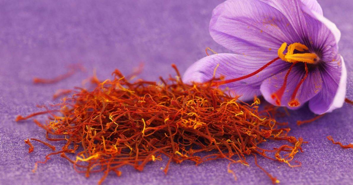 زعفران گلخانه ای در سال چند بار گل می‌دهد؟