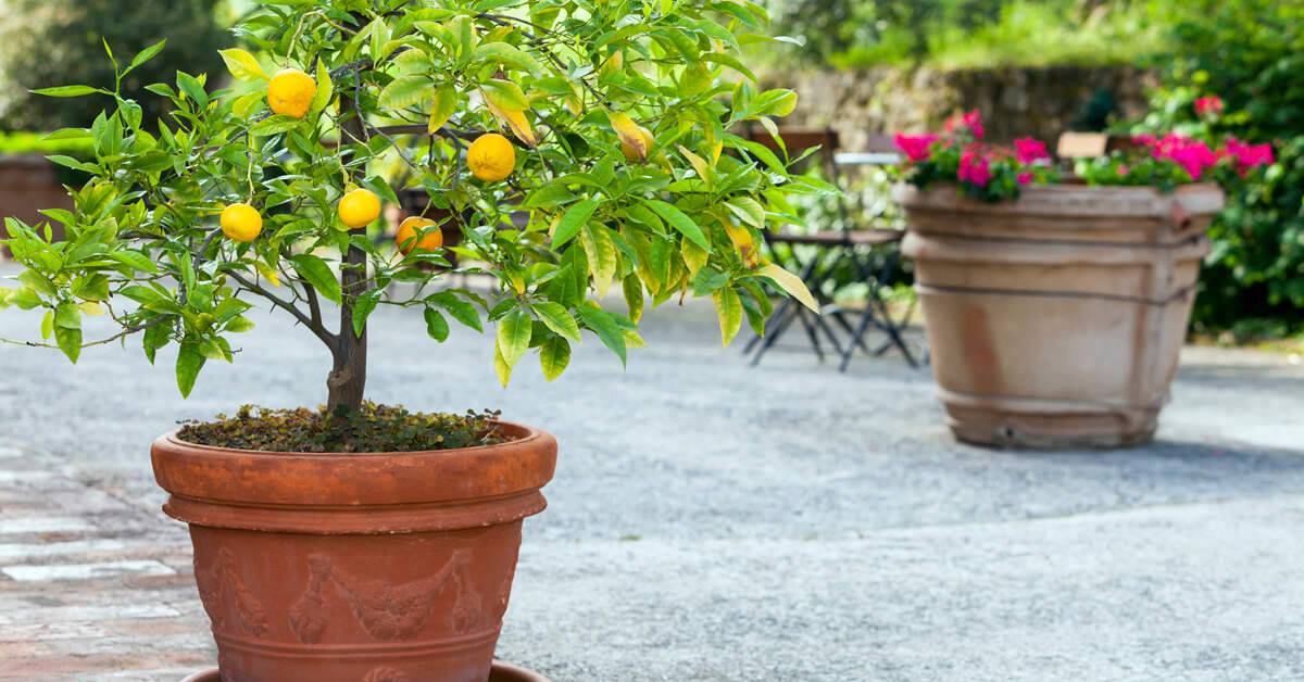 نگهداری کردن درخت پرتقال در گلدان