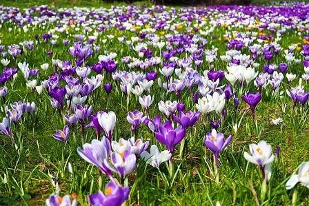 آموزش کاشت زعفران