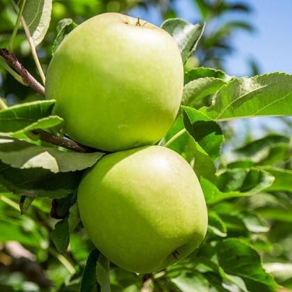 زمان دادن کود آهن به درخت سیب