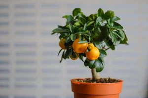 نگهداری کردن درخت پرتقال در گلدان