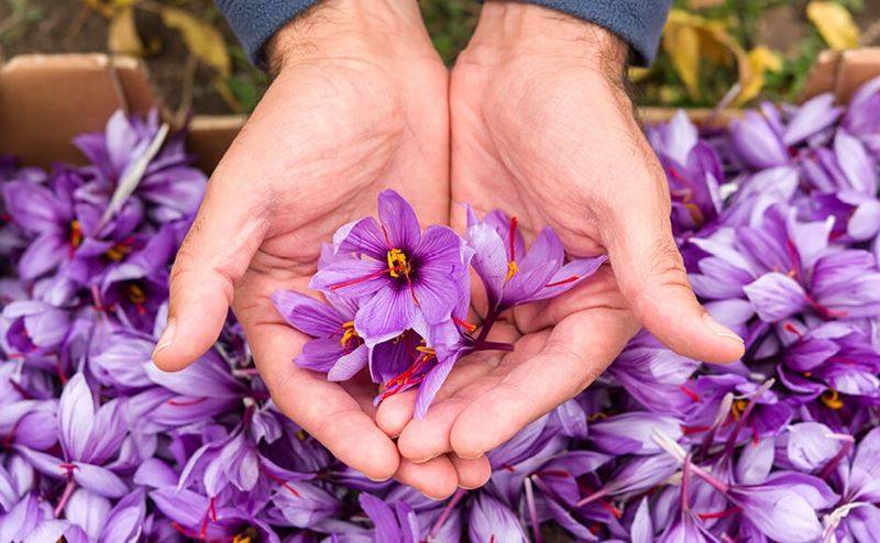 درآمد کاشت زعفران گلخانه ای