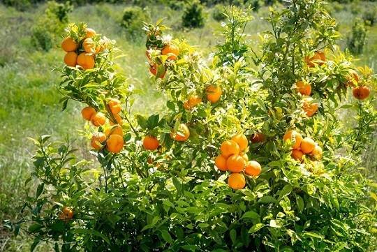 درخت پرتقال در چه مناطقی رشد میکند؟