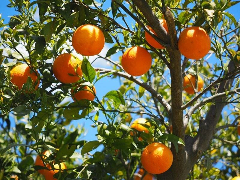درخت پرتقال در چه مناطقی رشد میکند؟